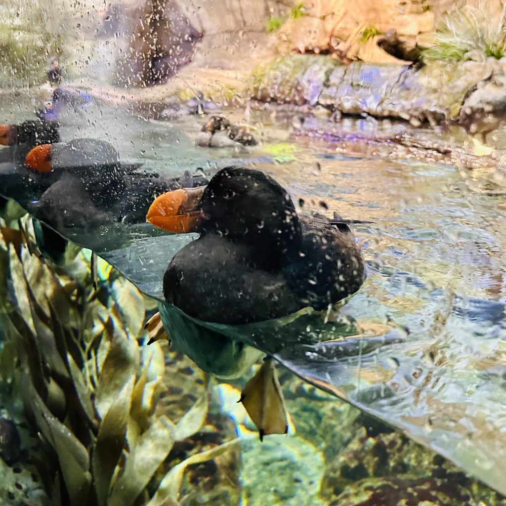 A photo of baby tufted puffins in a window 