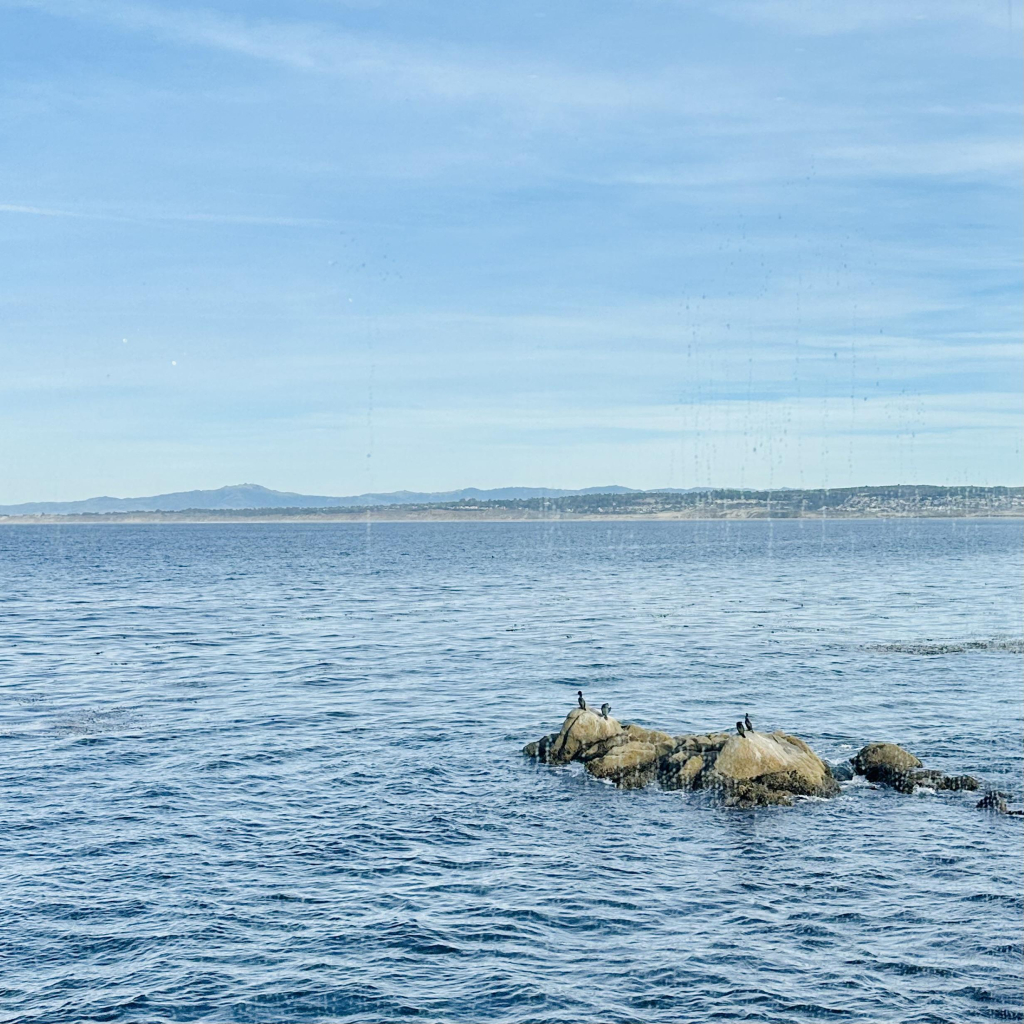 A photo of Brandt’s cormorants sitting on a rock in Monterey bay 