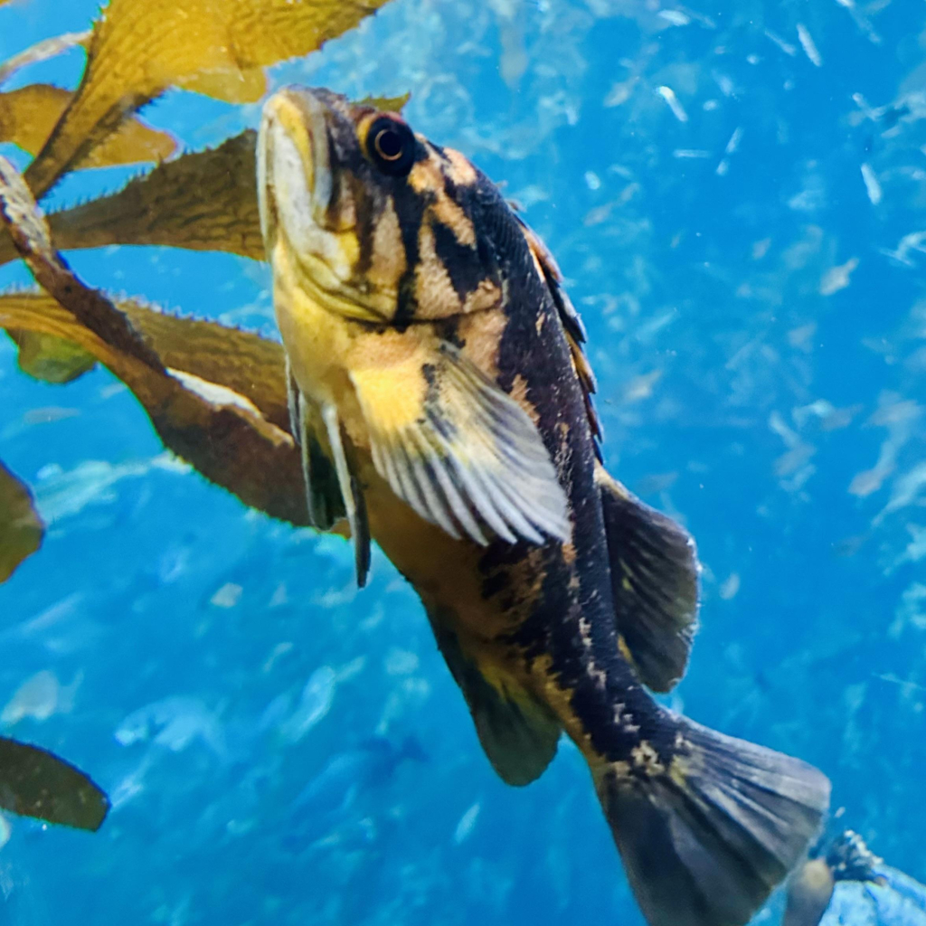 A photo of rockfish in the kelp forest conserving its energy and not moving 