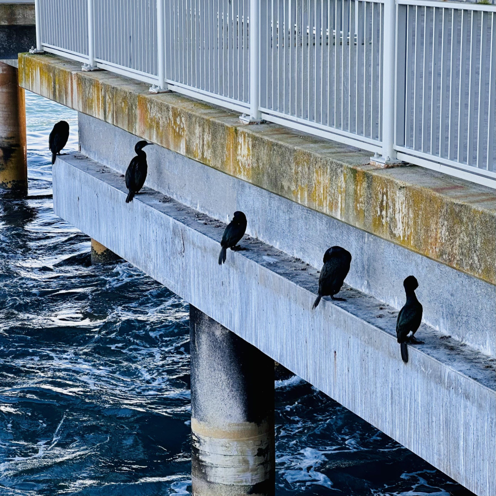 A photo of sold cormorants perched along a ledge of the not public side of Monterey bay aquarium 