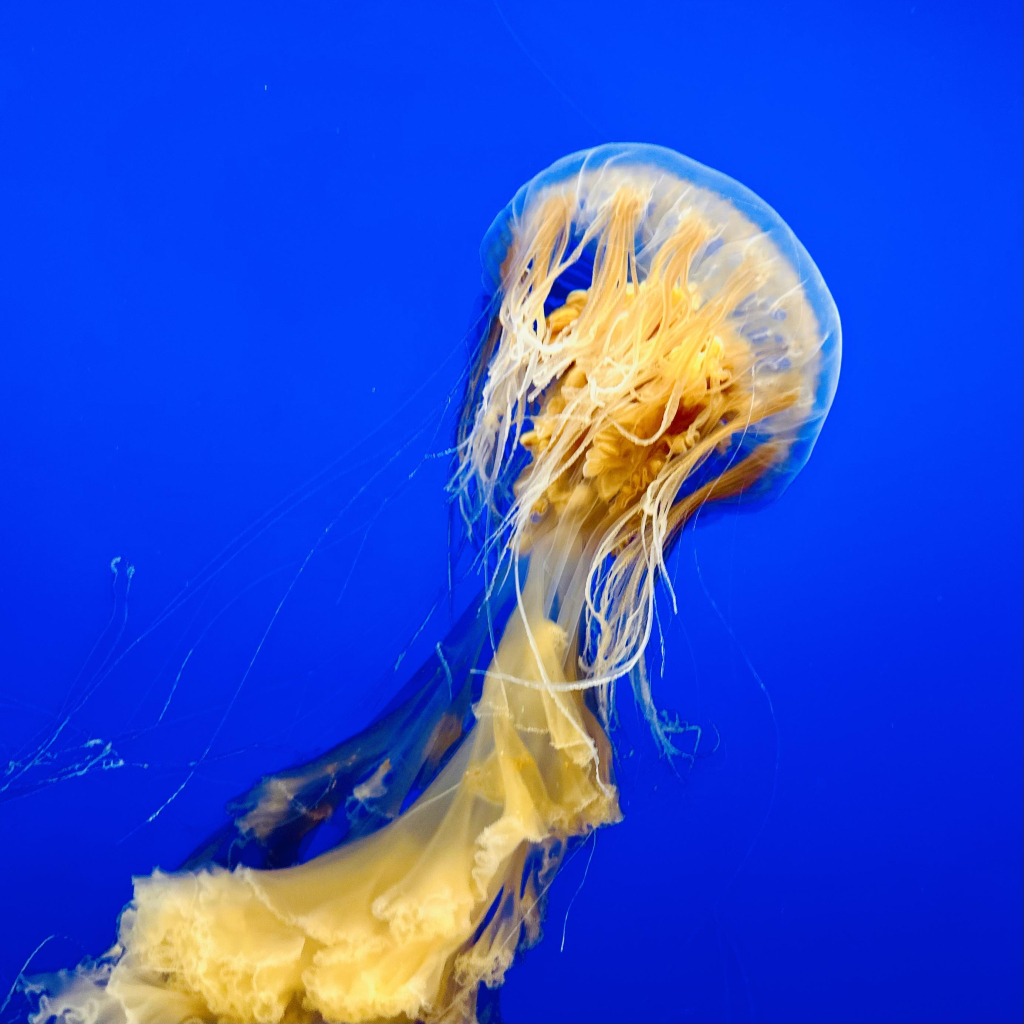 A photo of egg yolk jelly swimming 