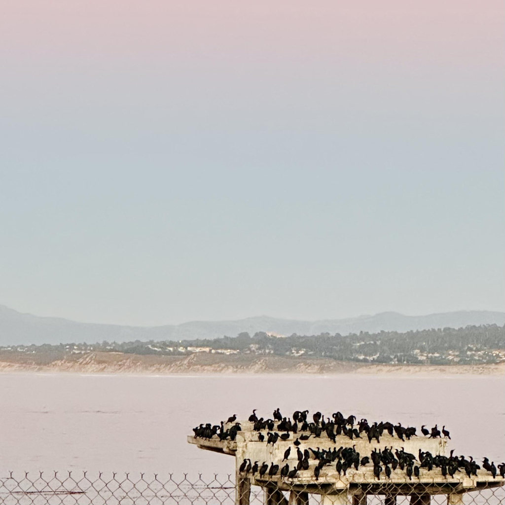 A photo of Brandt’s cormorants perched on platforms by the water. In the evening, with a pinkish sunset 