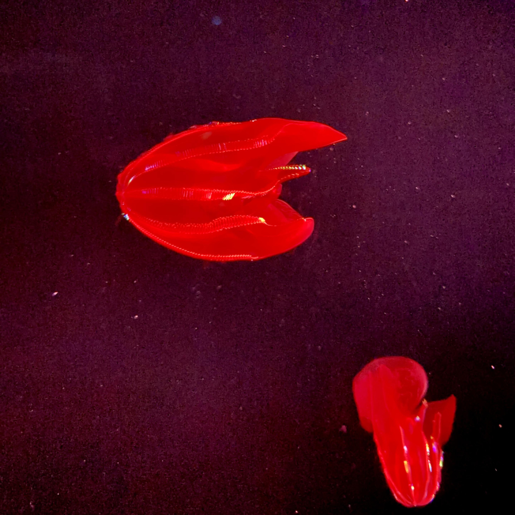 A photo of two bloody-belly comb jellies 