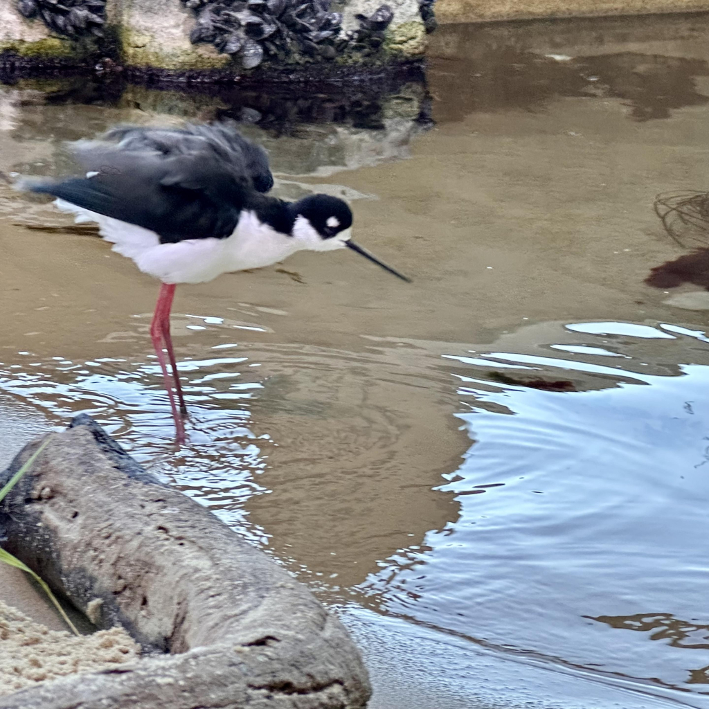 A photo of a black-necked stilt in the water 