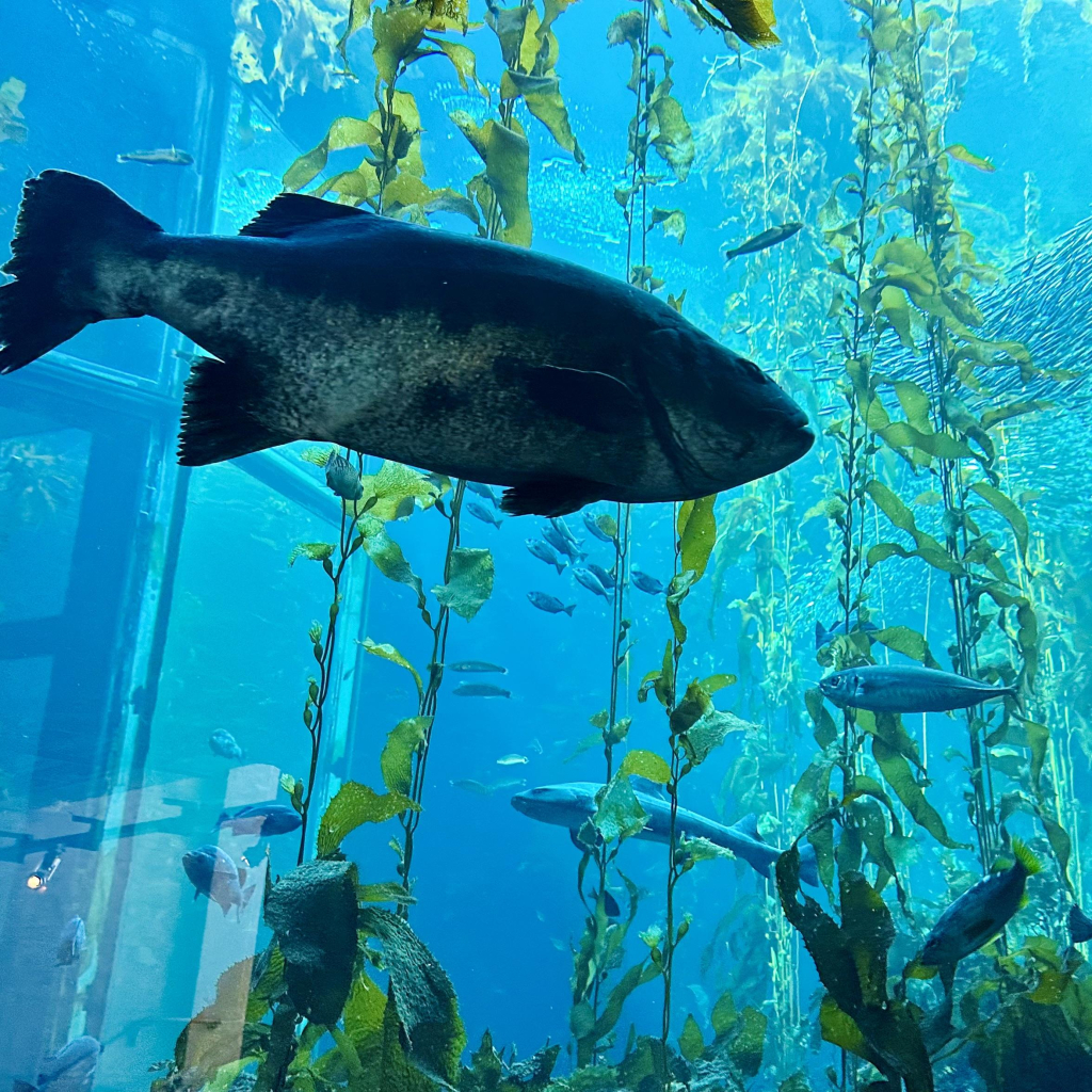 A photo of the giant sea bass in the kelp forest 