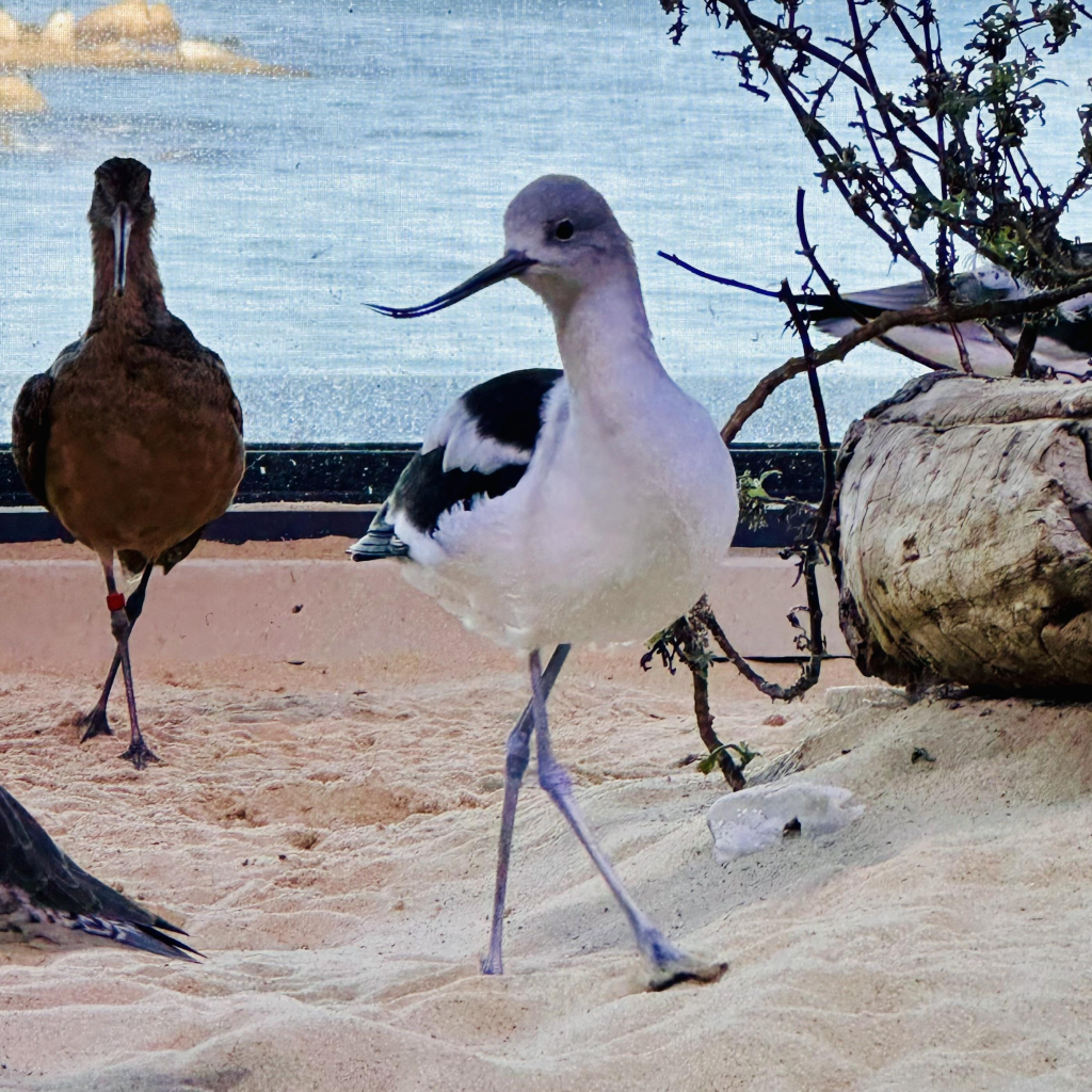 An avocet standing on a sandy area 