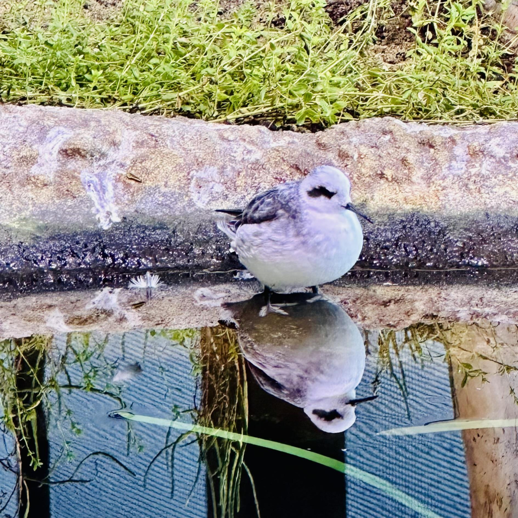 A photo of a baby snowy plover at the aviary 