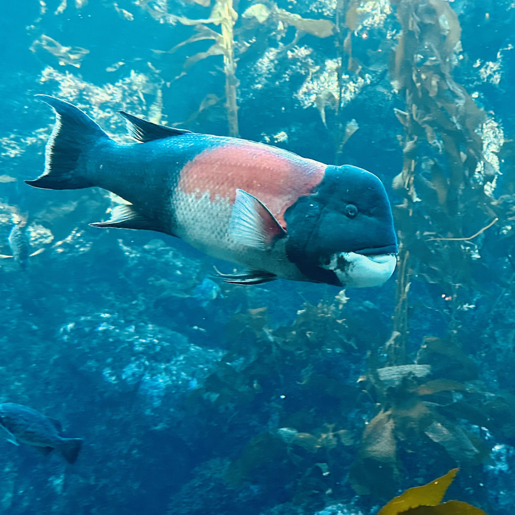 A photo of a California sheepshead 