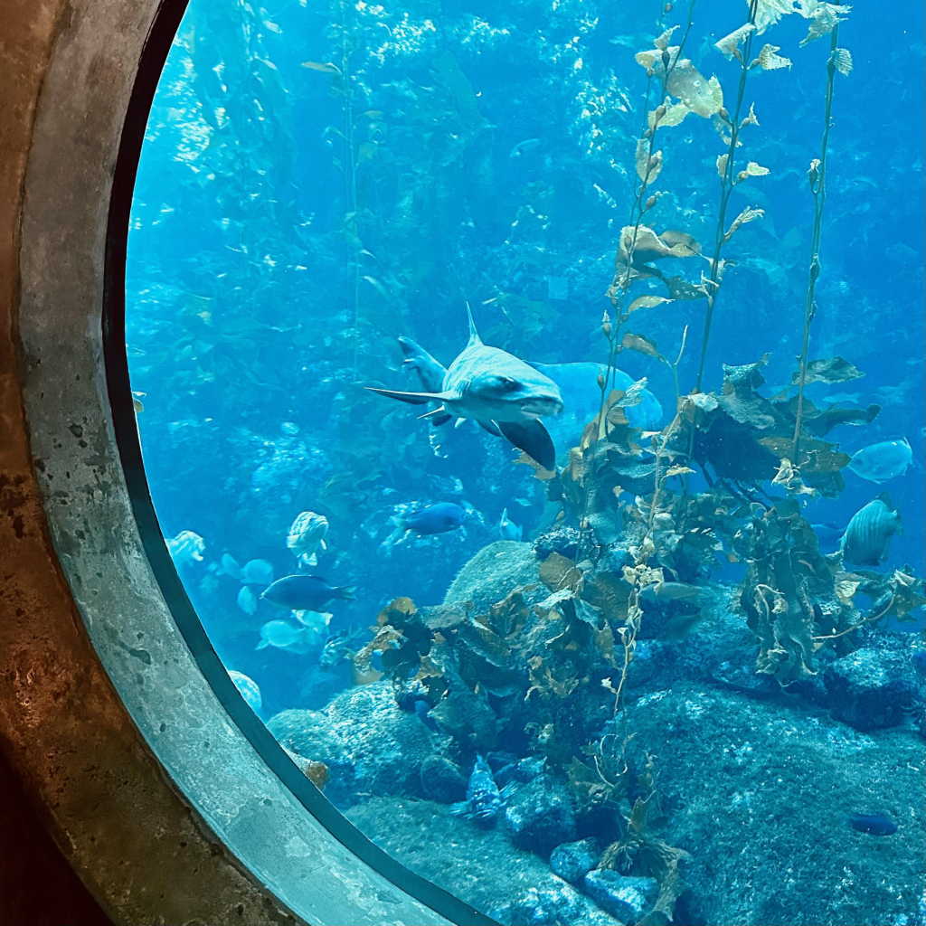 A photo of a leopard shark 