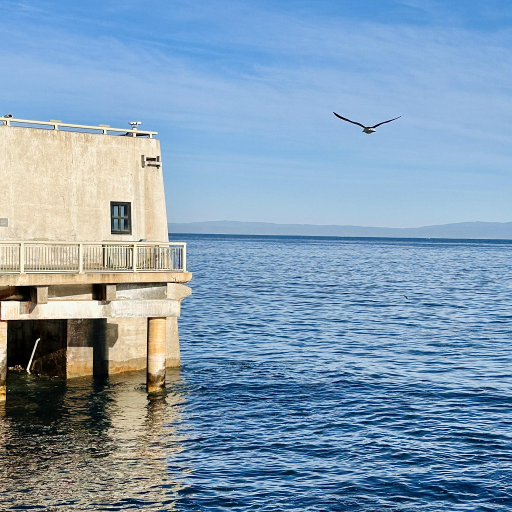 A photo of some kind of gull flying by the bay 