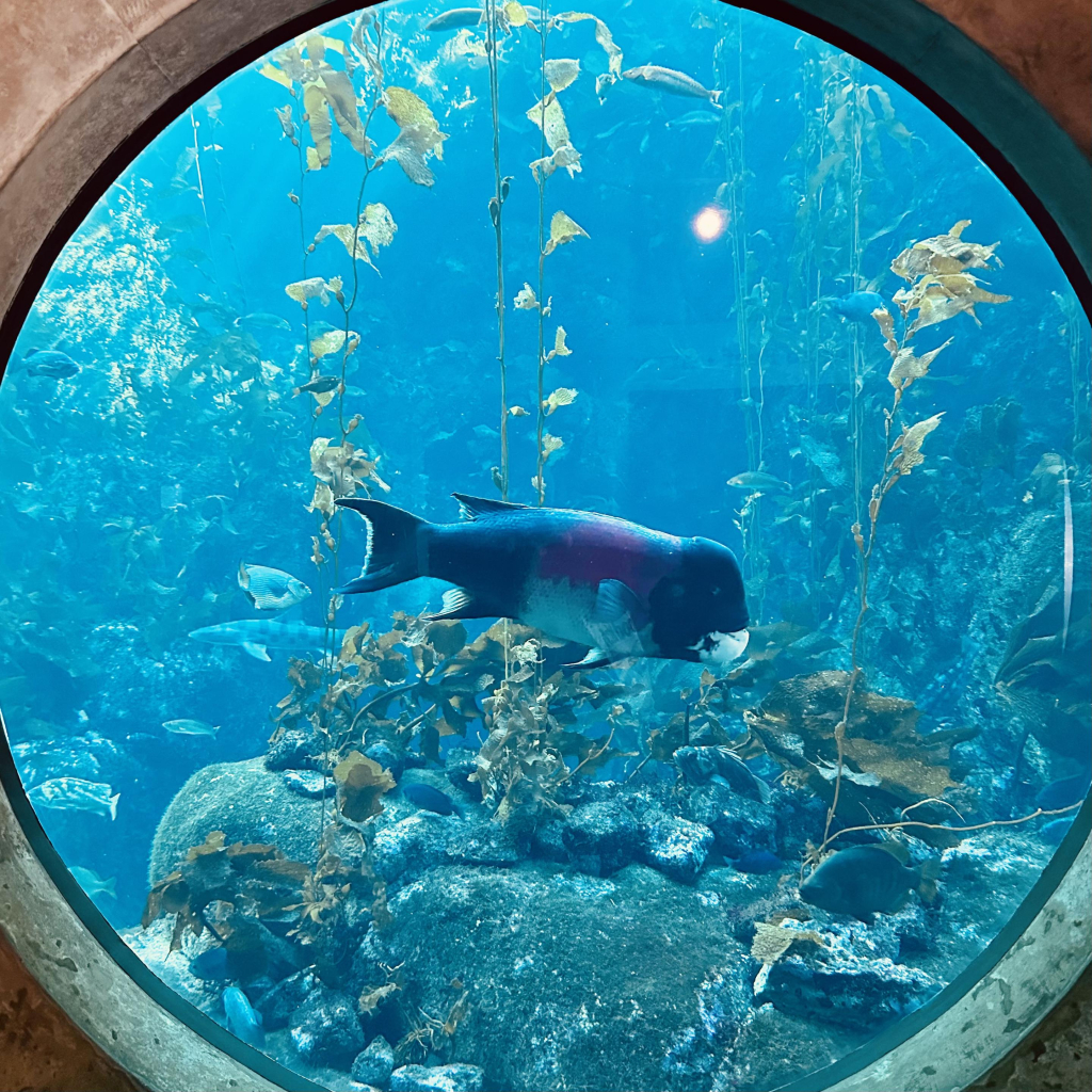 A photo of a circular window that shows a California sheepshead 