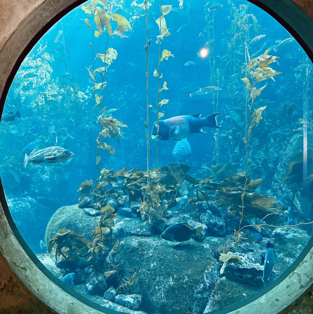 A photo of a circular window that shows many types of fish including rockfish 