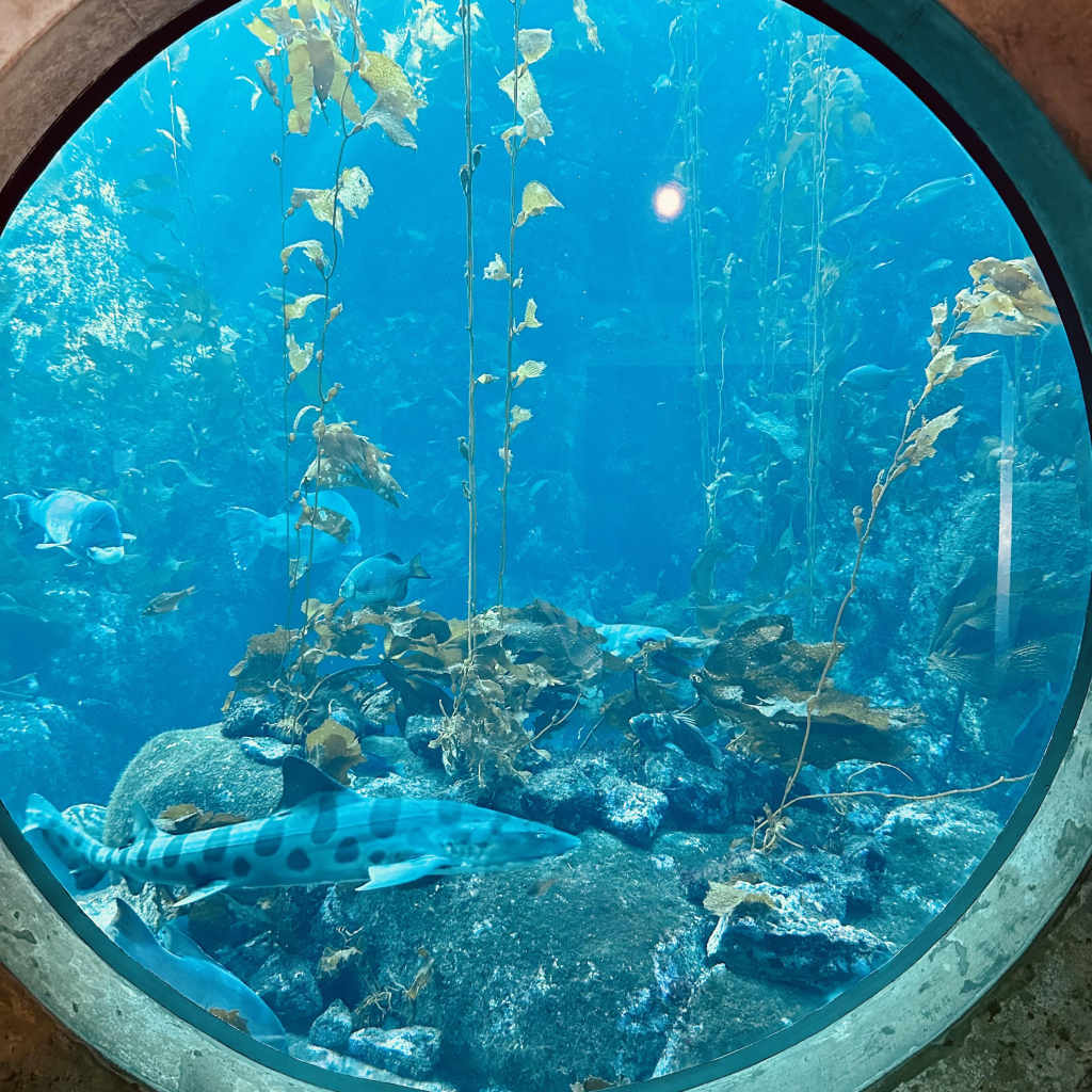 A photo of a circular window that shows a leopard shark 