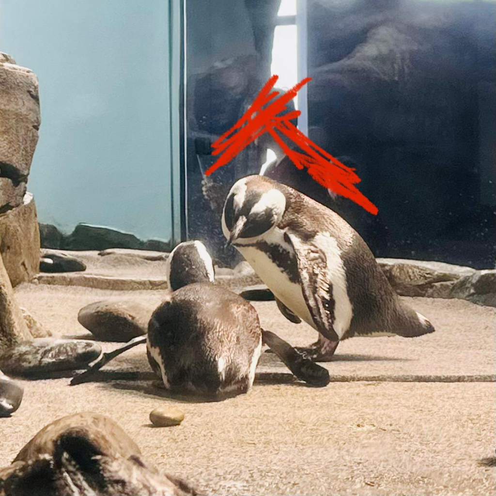 A photo of two African penguins looking like they’re talking 