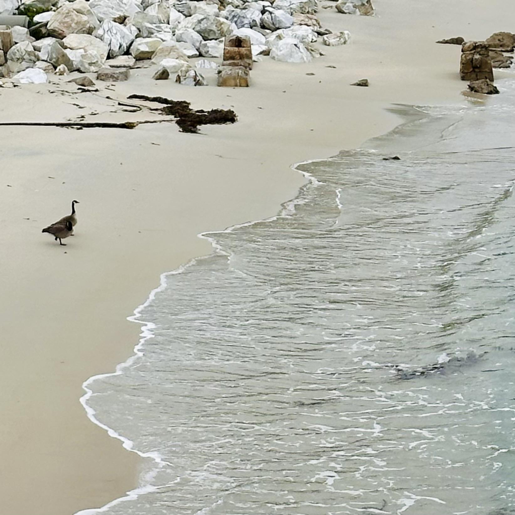 Some kind of goose standing on the beach looking at Monterey bay 