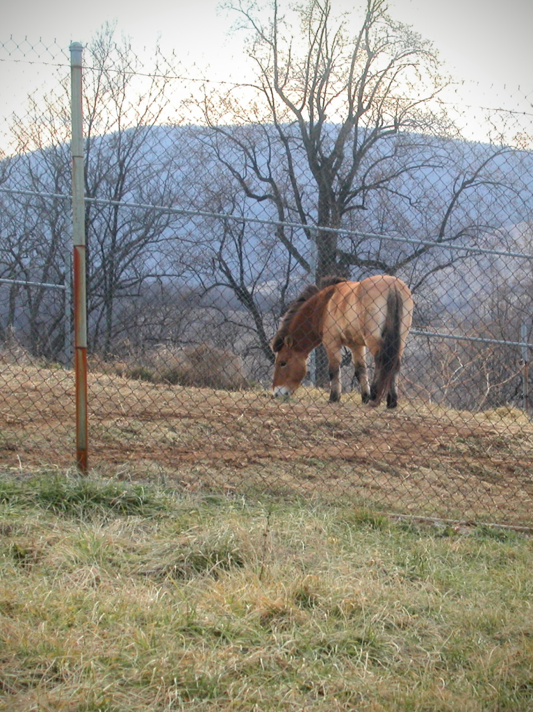 A horse grazing in a field on a hill. The horse is short, but with a large head, which is kinda the same proportions as a donkey. Its fur is brown, with a darker neck and head, and the long tail is almost black.