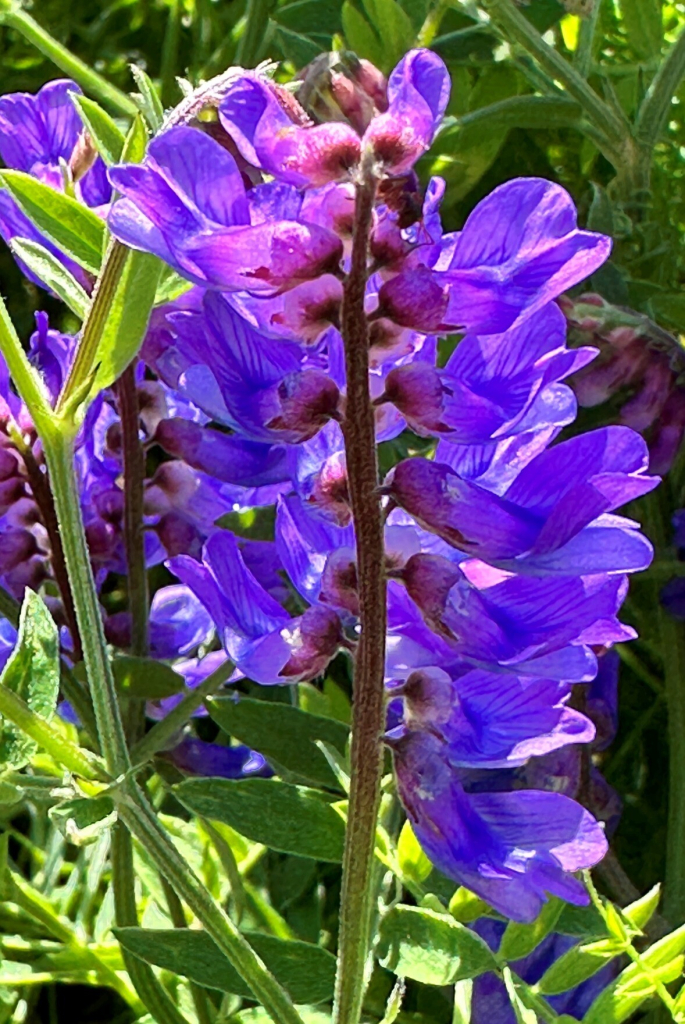 This is called vetch. It looks somewhat like lupine and is purple-bluish. They were all over the place in various places we stopped.