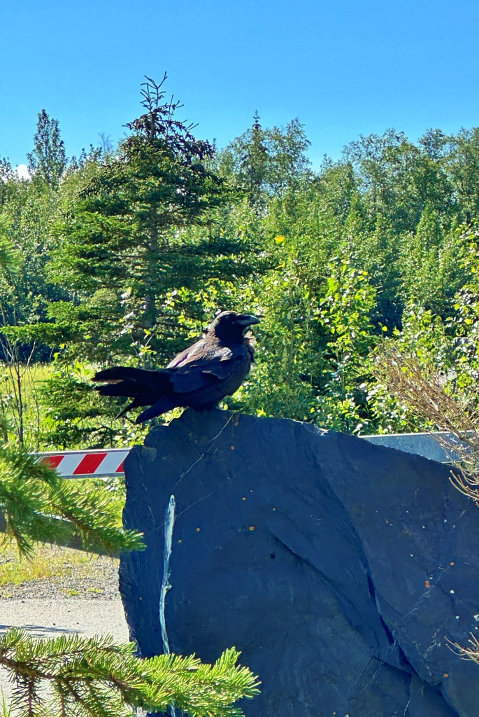 Raven on a rock at Bird Creek Trail parking lot.