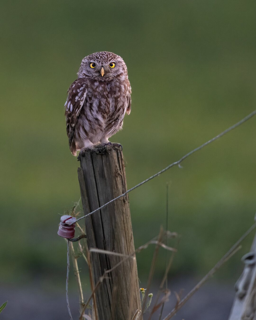 Steinkauz auf einem Zaun, abends