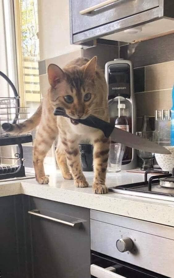 light orange tabby cat with a kitchen knife in its mouth, walking along a kitchen counter