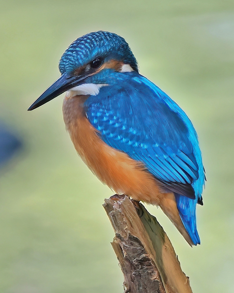 Eisvogel sitzt auf einem abgebrochenen Ast.