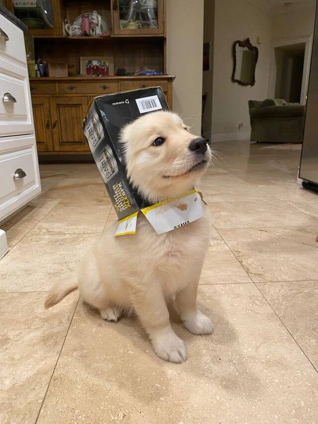 cute golden puppy with a box stuck on its head, looking up and ot the right with a serious look on its face