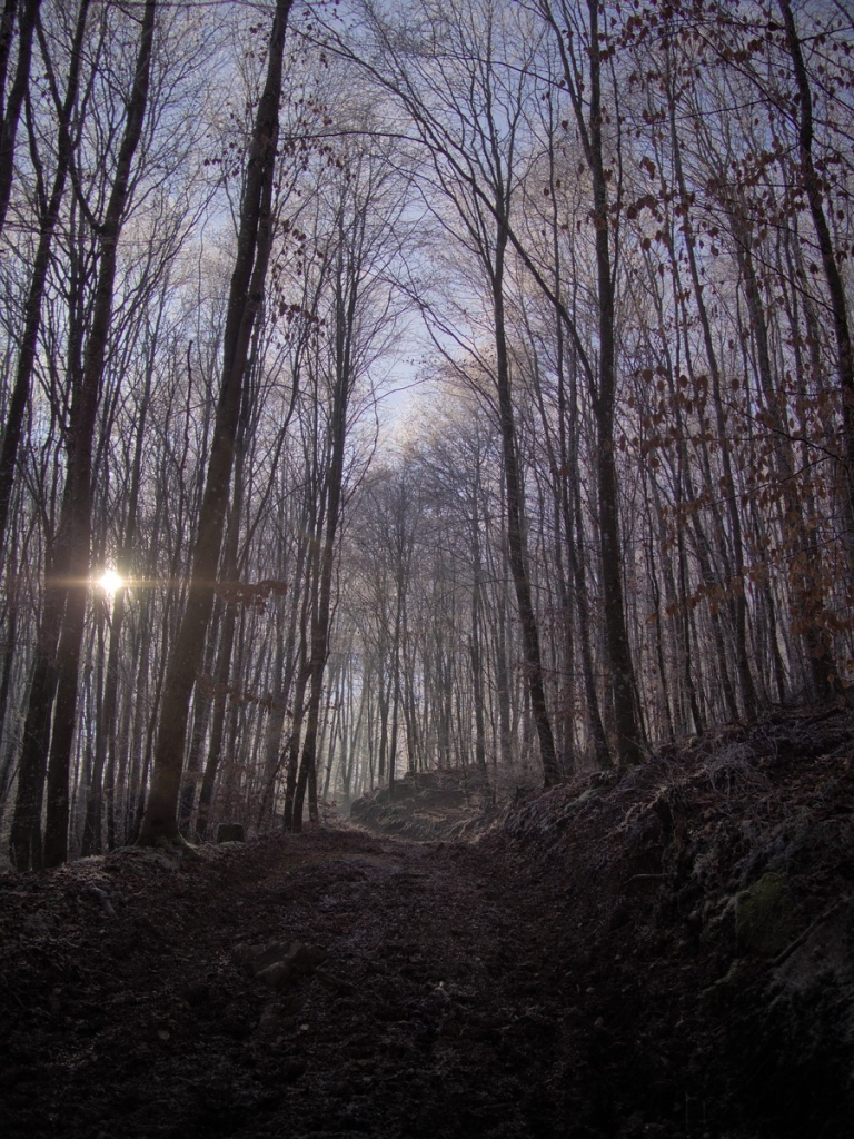 Un chemin qui monte dans la forêt, les arbres sont encore partiellement givrés et sont éclairés par le soleil qu'on aperçoit entre les troncs sur la gauche du chemin. L'atmosphère est légèrement brumeuse.