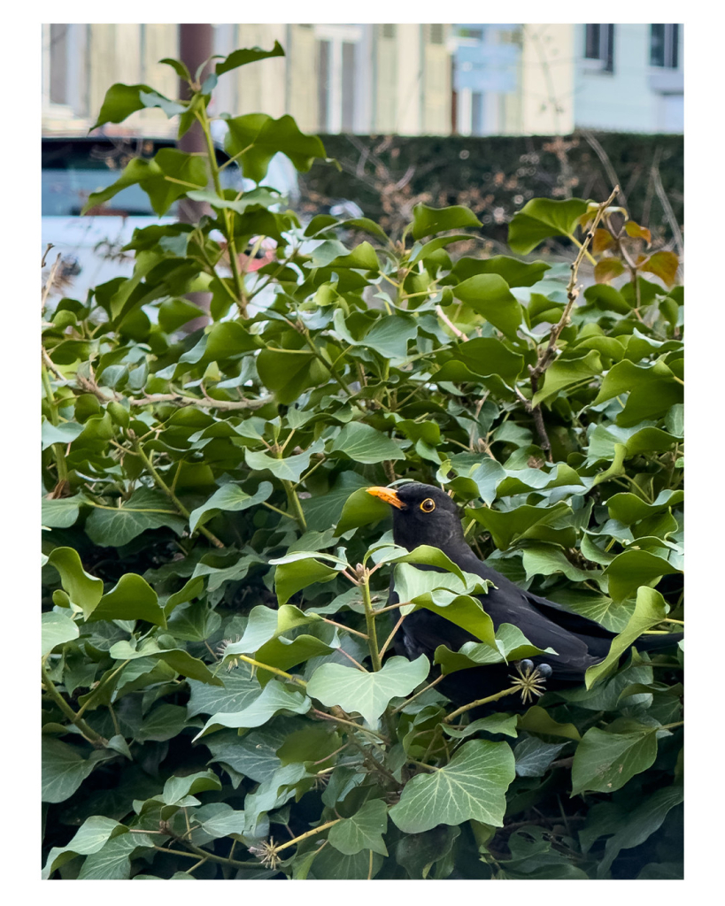 Foto im Hochformat. Eine Amsel, ein schwarzer Vogel mit orangefarbenem Schnabel sitzt in einem grünen Busch und schaut hinter den Blättern hervor. 