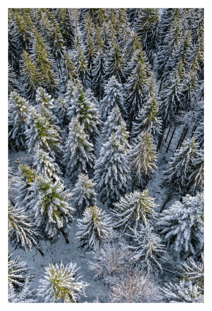 Foto im Hochformat. Blick von oben auf auf einen Nadelwald. Alle Bäume sind mit Schnee bedeckt. Farben im Bild sind nur grün und weiß. 