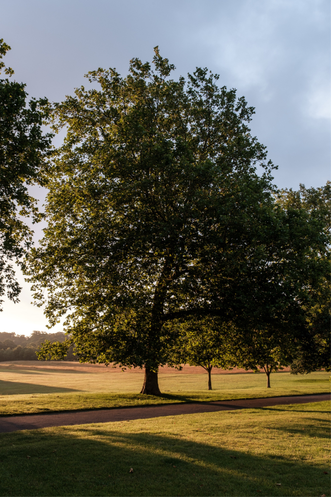 A photograph of a green-leaved tree with the harsh sun beaming through it.