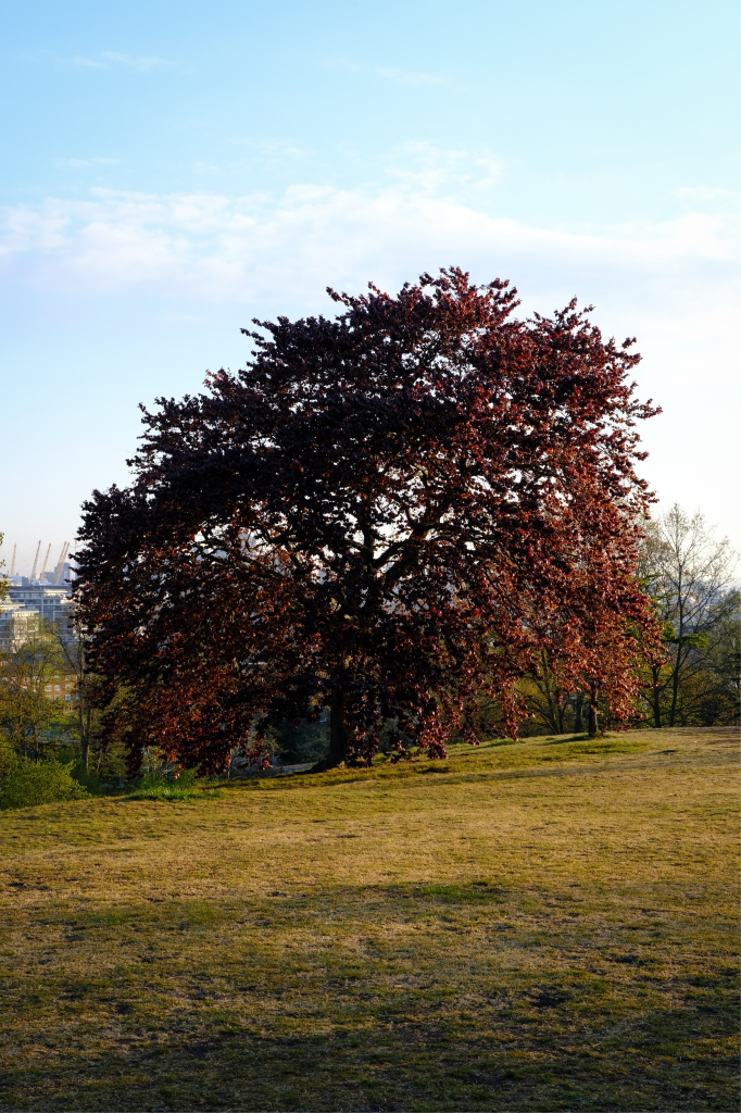 A photograph of a red-leaved tree highlighted by the harsh sun.