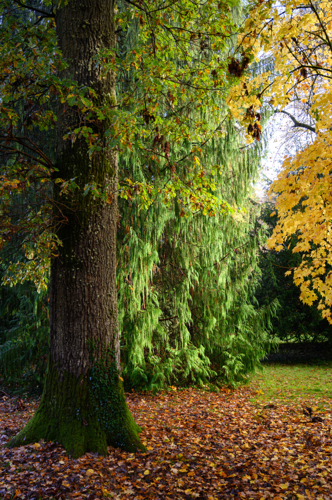 A tree trunk with a green fir behind and autumn-coloured leaves on the ground.