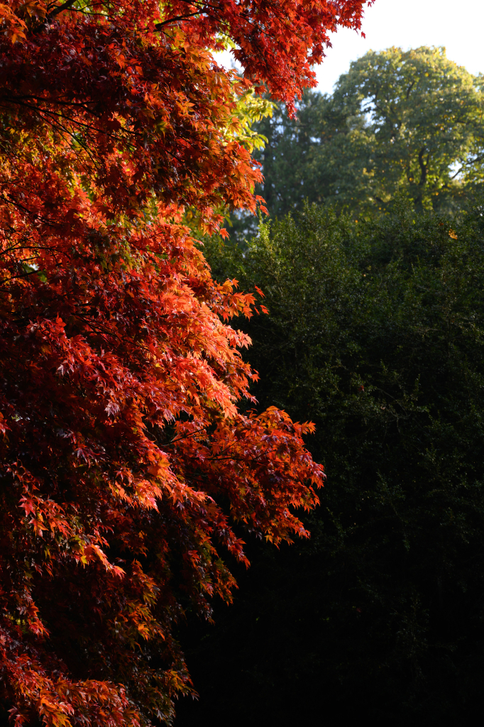 Orange, sunlit acer leaves with green trees in the darkness behind.