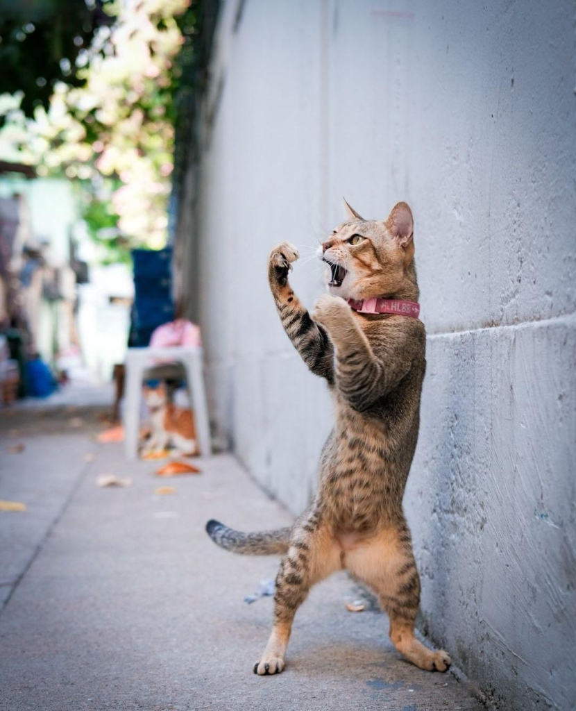 Photography. A very funny color photo of a beige/brown striped cat standing on its hind legs and raising its front paws in the air as if it wants to start a boxing match. It is looking at something further up with its mouth open. It is standing against a wall and a sidewalk can be seen in the background. Definitely a very funny snapshot at the right moment.