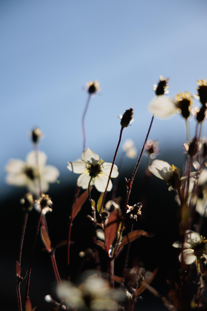 White wildflowers with dark stems against a blurred blue sky background.