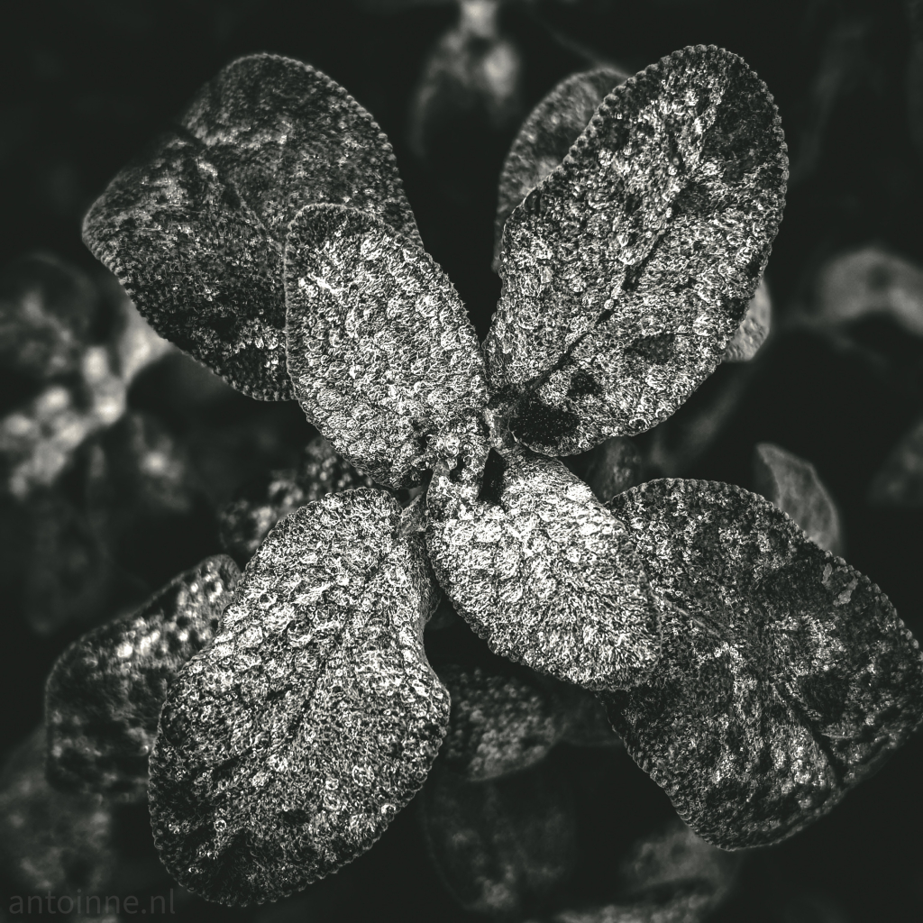 Frozen dew drops on the leaves of a plant. The sun's rays create a lot of glitter. 