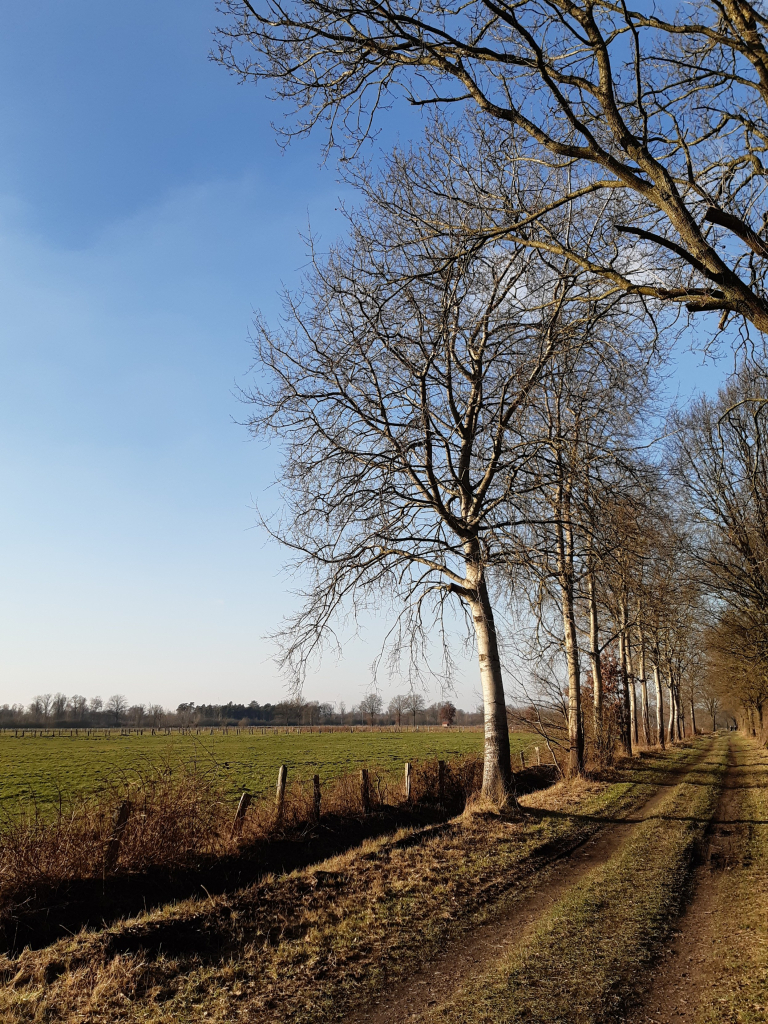 Weg im Venn, Wiesen, rin unbefestigter Weg, Bäume  blauer Himmel