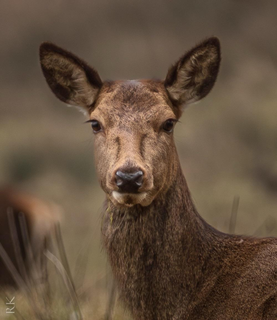 A close-up photograph of a deer with a neutral expression, featuring large ears and a textured brown coat, set against a blurred natural background.