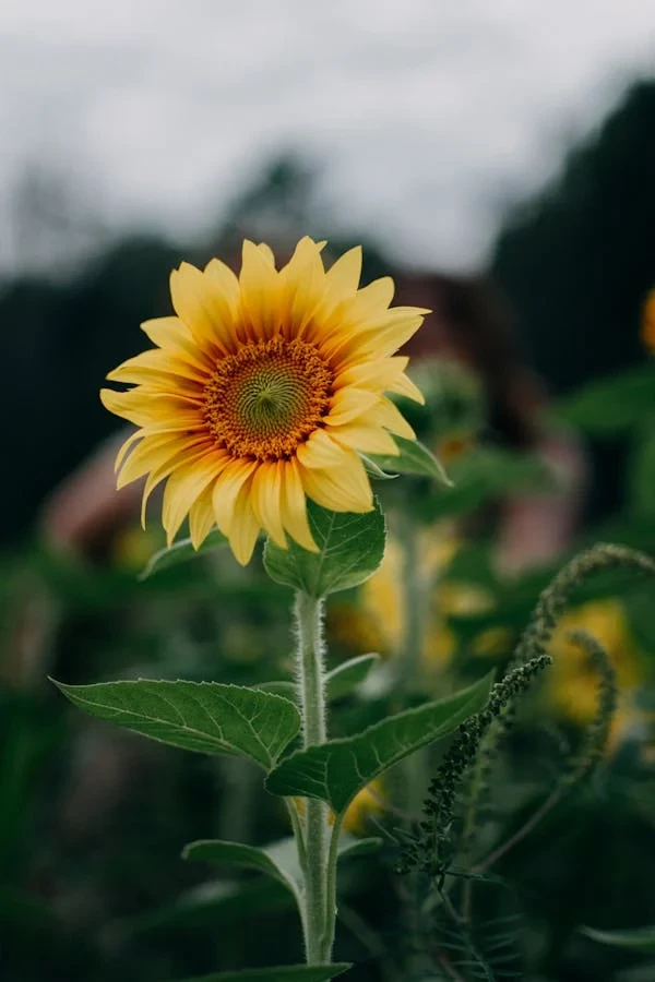 Close up photo of a sunflower 