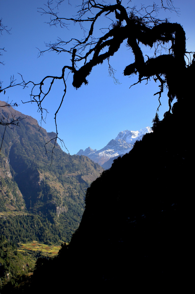 das bild zeigt eine silhouette eines knorrigen baumes vor einer berglandschaft.
der baum steht auf einem steilen hügel. der hügel bildet von links unten nach rechts oben verlaufend ein großes schwarzes dreieck, da es im schatten steht. der baum steht darüber, ebenfalls als schwarze schattensilhouette, und beugt sich im bogen nach links.
hinter ihm ist blauer, wolkenloser himmel.
darunter ist links eine bewaldete bergige landschaft zu sehen, die unten in ein bewirtschaftetes und besonntes tal führt.
in der bildmitte, und genau zwischen linkem und rechtem hügel und dem himmel, sind in noch weiterer ferne verschneite und sehr hohe berge zu sehen.