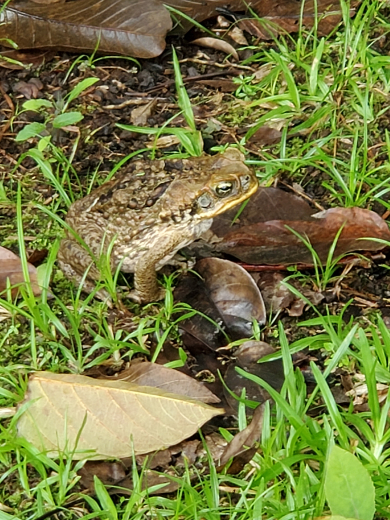 In my frontyard, a restive brown spotted frog on the ground surrounded by brown fallen leaves and naturally growing green grass. 