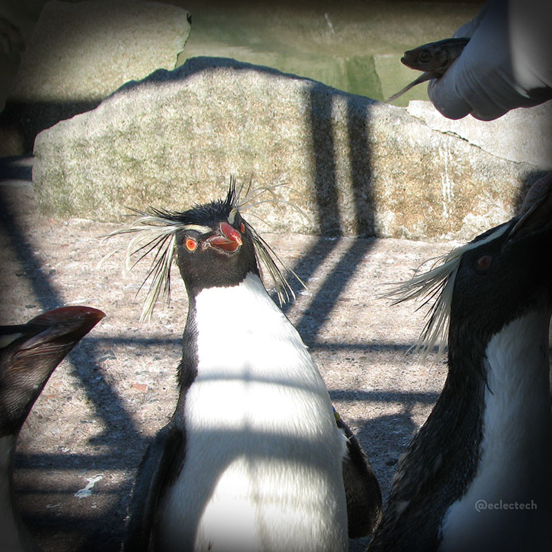 A square photo of a rockhopper penguin (spiky yellow hair and eyebrows, red eyes and beak, usual penguin tuxedo). It is standing in a rather drab looking enclosure, with the shadows of the fencing criss-crossing across. There are other penguins mainly out of shot on its left and right, and in the top right hand corner a human hand in a white latex type glove holding a fish. The rockhopper is looking at it, opened beaked, and looks absolutely THRILLED.