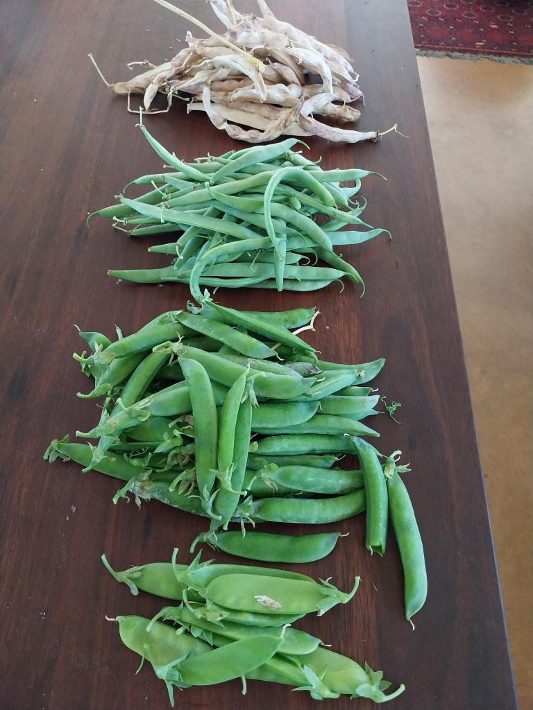 Four piles of peas and beans - three green, one yellowish and dried- on a wooden countertop.