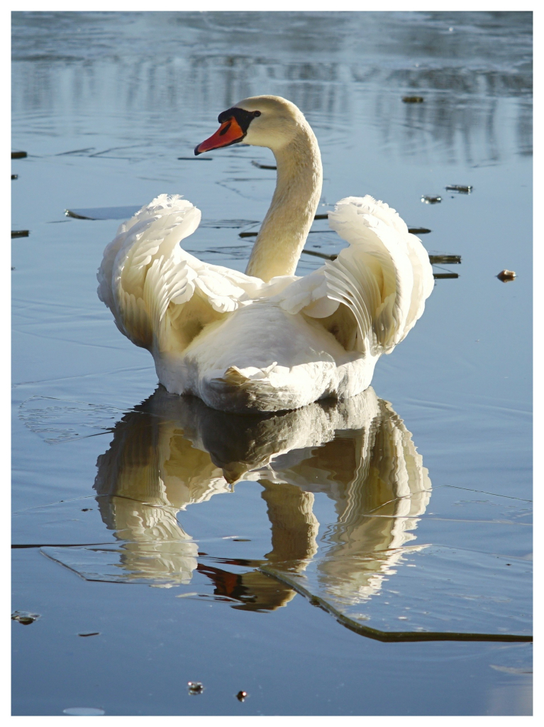 Hochformatiges Foto mit weißem Rand. Ein Schwan mit aufgestellten Flügeln, von hinten fotografiert, schwimmt auf blauem Wasser und spiegelt sich darin. Es ist kalt und sonnig, im Hintergrund ist Eis auf dem Wasser zu erkennen. 