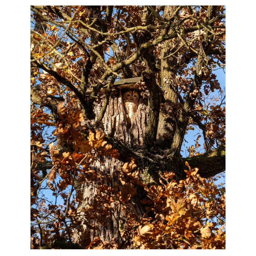 Ein Käuzchen sitzt in einem hohlen, über dem Loch auseinandergebrochenen Baum. Irgendwer war so freundlich und hat das Loch mit einem kleinen Dach verschlossen.