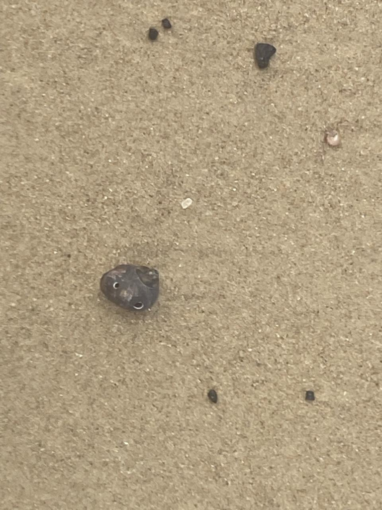 Little black seashell on the sand with three small holes in it. Two look like googly eyes, the other like a shocked mouth. Imagined shell conversation is in response to the sea spilling the tea: "Like really, OMG!!!" 