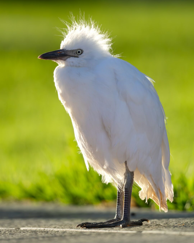 Weißer Vogel, Kuhreiher, juvenil, steht auf Bürgersteig, Hintergrund Wiese