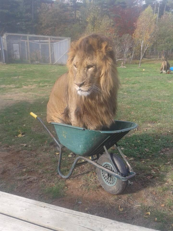 a male lion sitting awkwardly in a green wheelbarrow