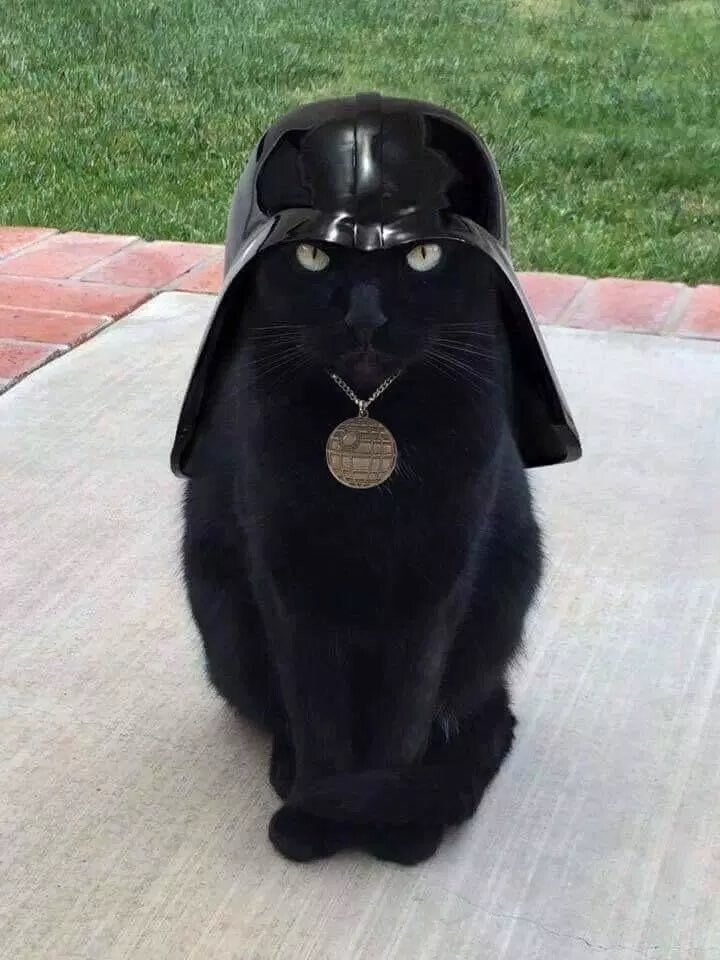 black cat staring angrily at the camera while wearing a darth vader helmet and a death star medalion