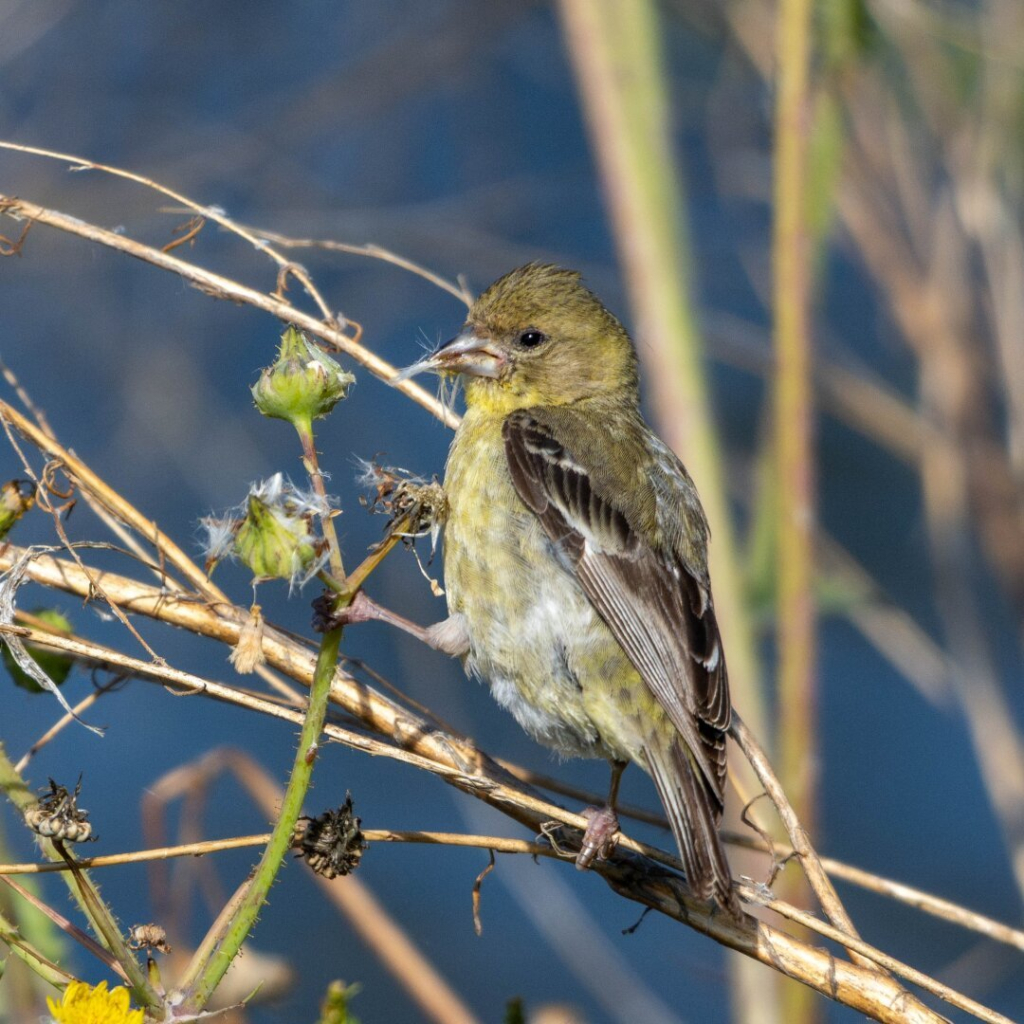 A Lesser Goldfinch grabs a plant with one foot and takes part of flower in its beak